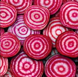 betterave Chioggia